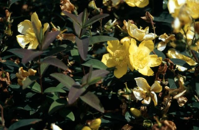 St John's wort 'Hidcote'