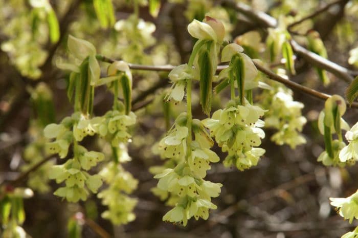 winter hazel