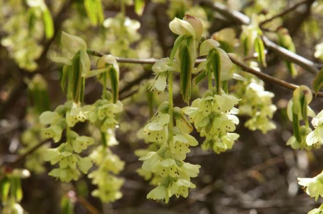 Winter hazel