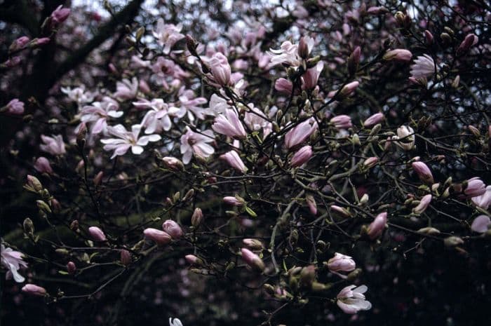 magnolia 'Leonard Messel'