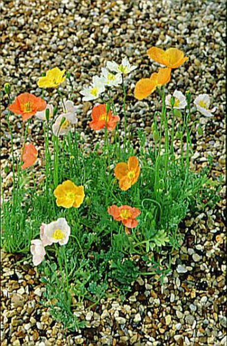 alpine poppy