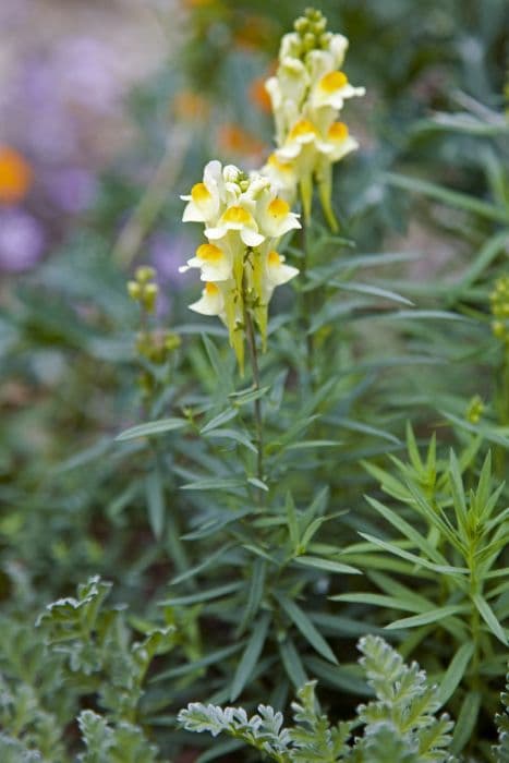 common toadflax