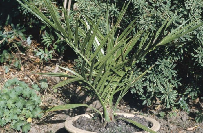 Canary Island date palm