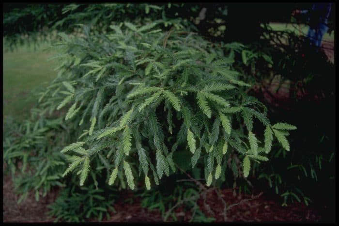 coastal redwood