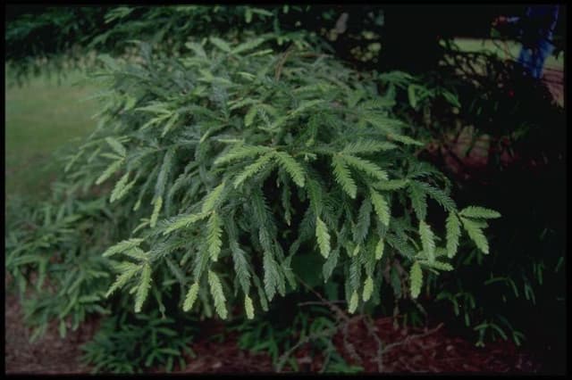 Coastal redwood