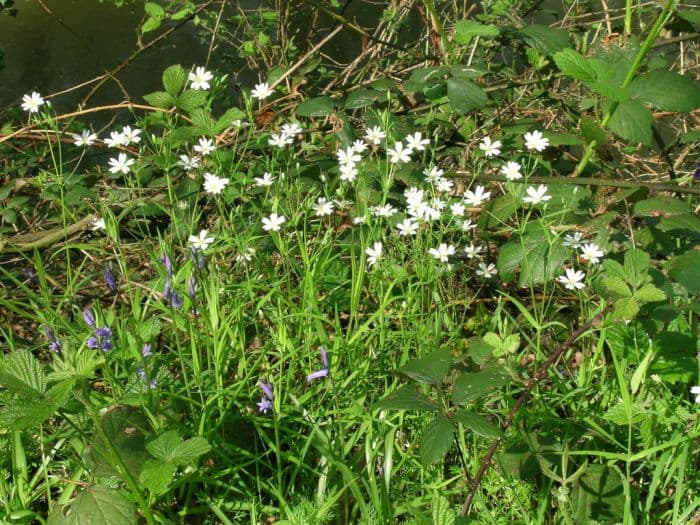 greater stitchwort