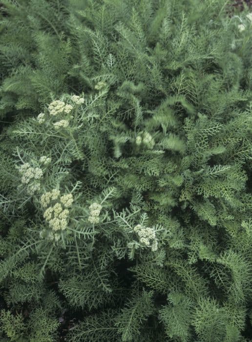 noble yarrow