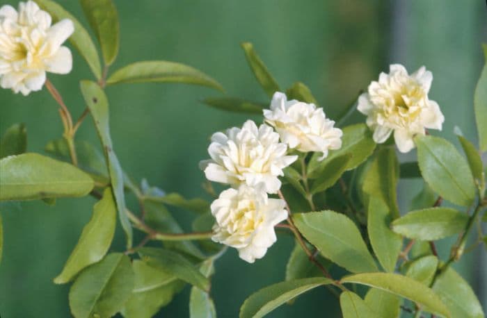 double yellow banksia rose