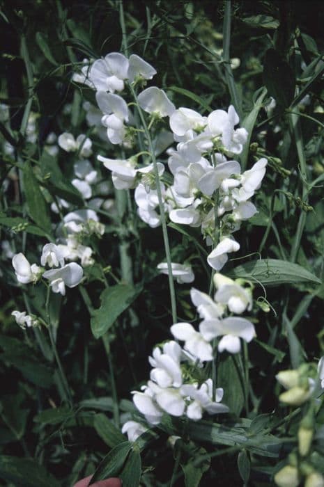 everlasting pea 'White Pearl'