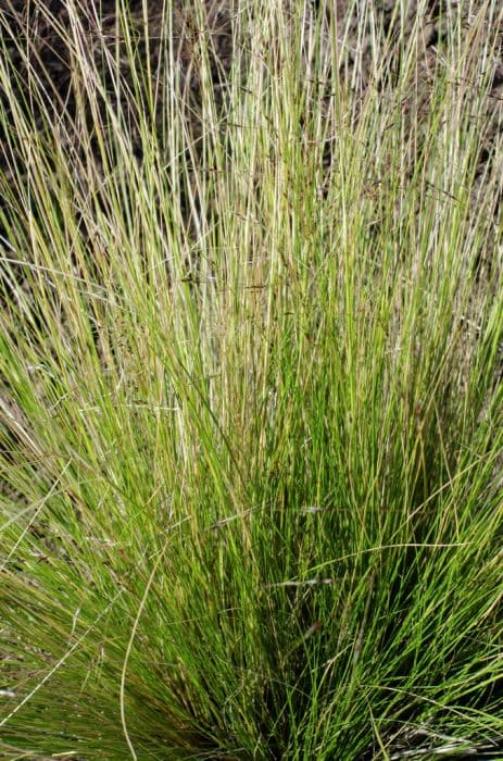 serrated tussock grass