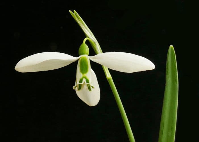 snowdrop 'Saint Anne's'