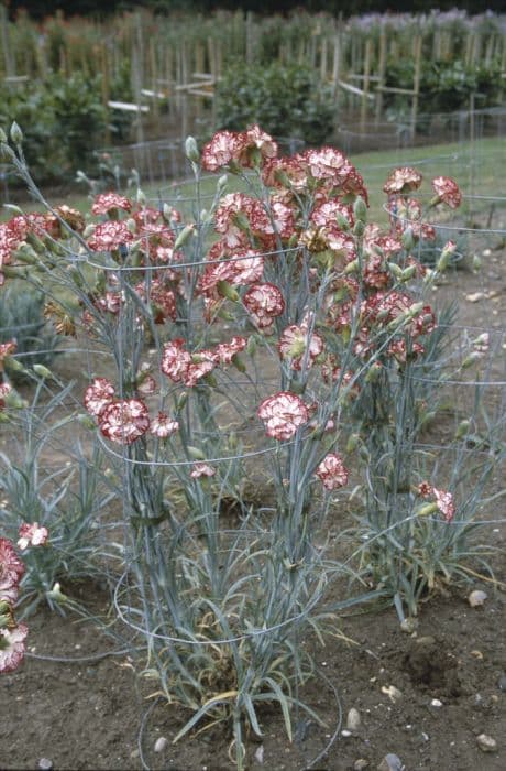 border carnation 'Spinfield Wizard'