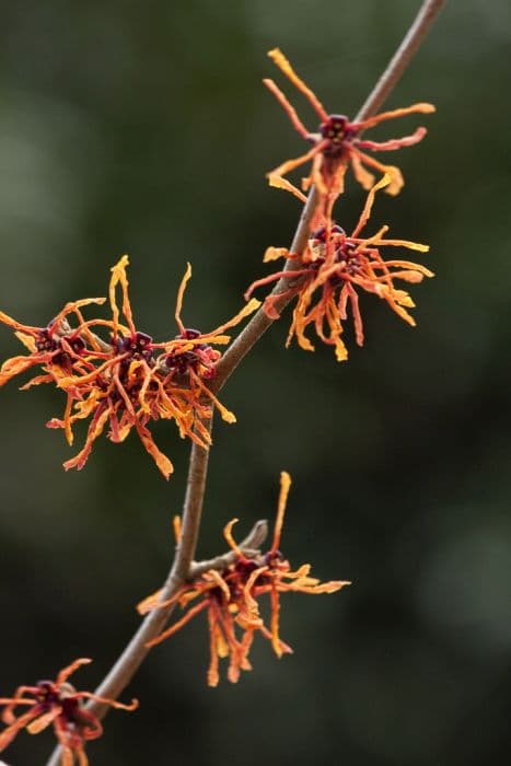 witch hazel 'Aphrodite'