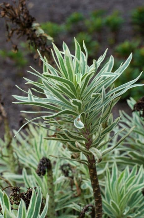 spurge 'Tasmanian Tiger'