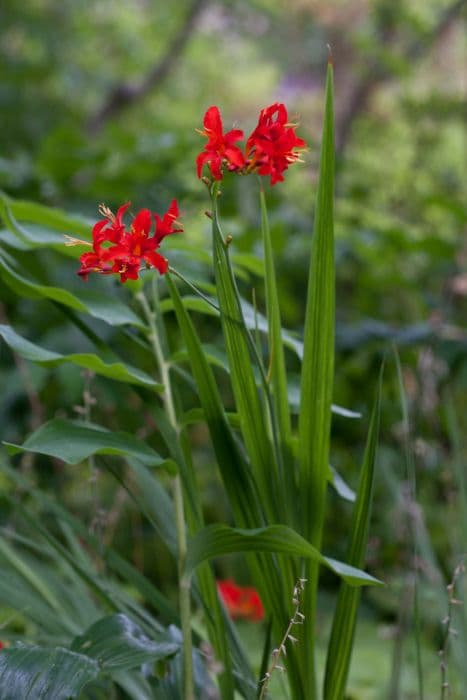 montbretia 'Red King'