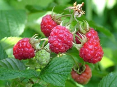 raspberry 'Malling Juno'