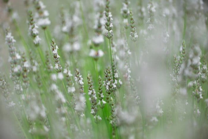 lavender 'Edelweiss'