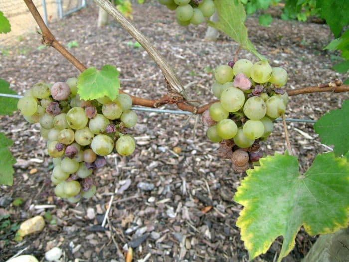 grape 'Madeleine Angevine'