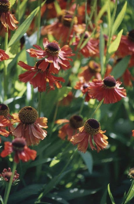 sneezeweed 'Moerheim Beauty'