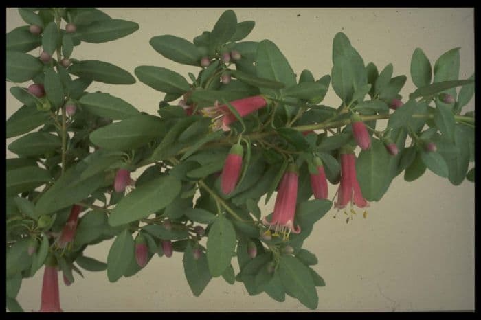 Australian fuchsia 'Dusky Bells'