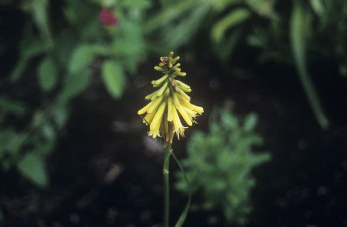 red-hot poker 'Candlelight'