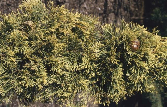 Italian cypress 'Swane's Gold'
