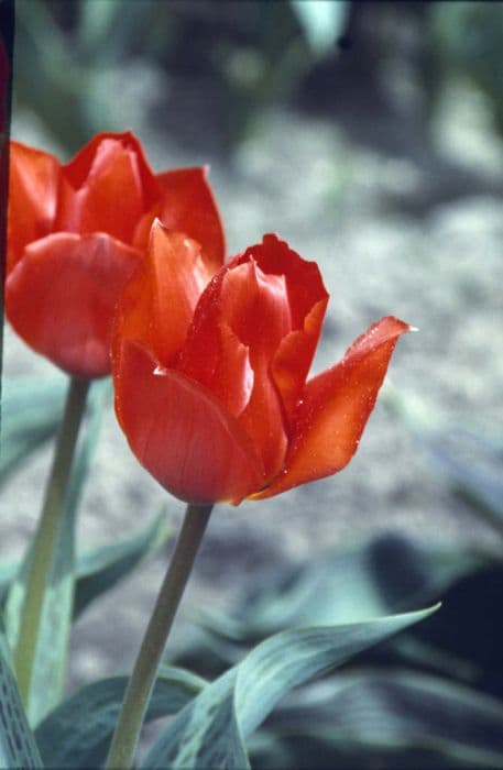Tulip 'Grand Prestige'