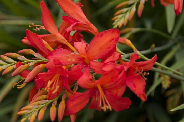 montbretia 'Orangeade'