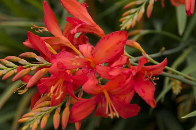 Montbretia 'Orangeade'