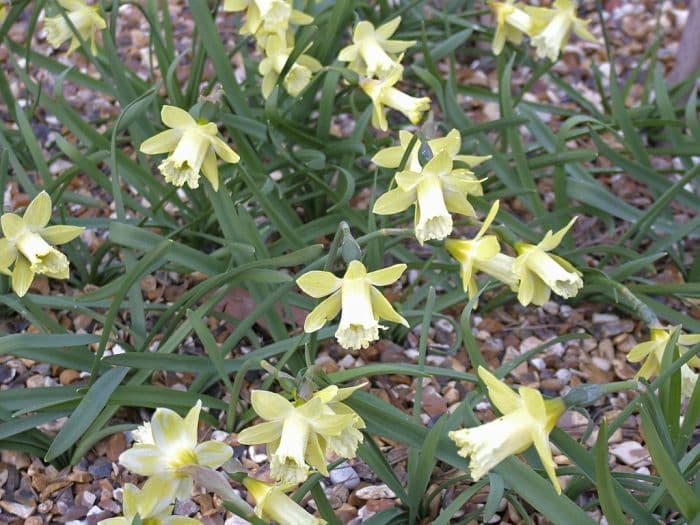 daffodil 'Gipsy Queen'