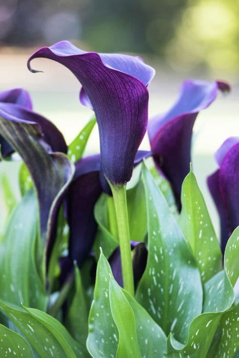 Arum lily 'Captain Palermo'