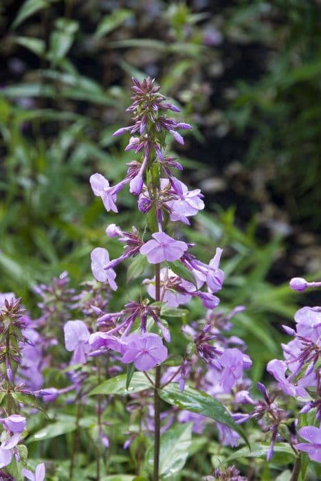 meadow phlox 'Rosalinde'