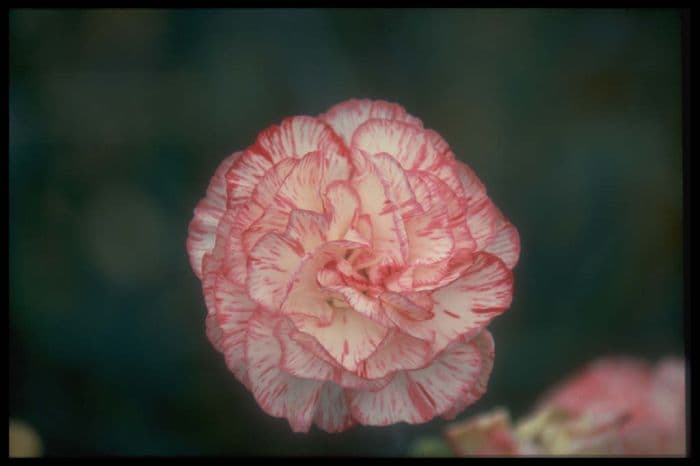 border carnation 'Bryony Lisa'