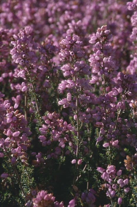 bell heather 'Champs Hill'