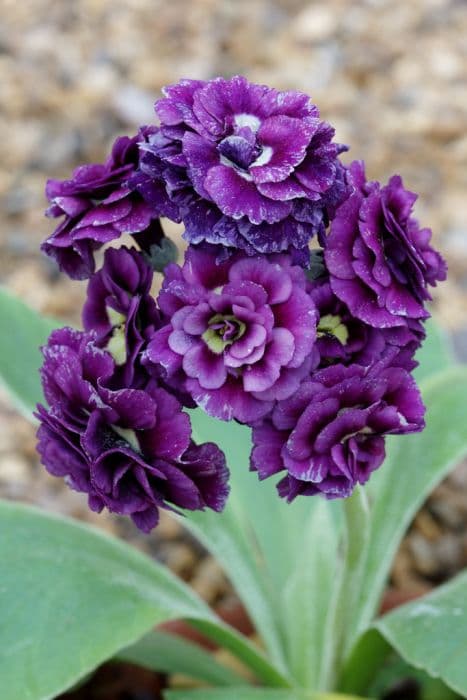 auricula 'Sarah Lodge'