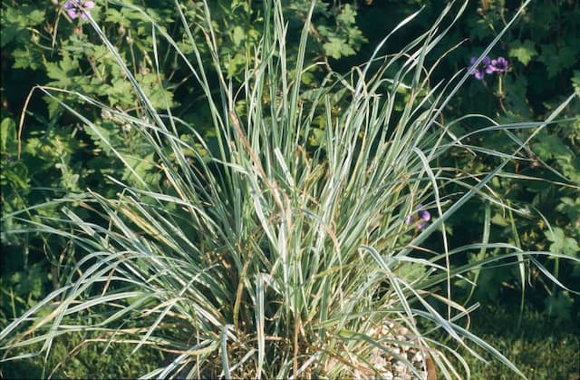 Variegated creeping soft grass