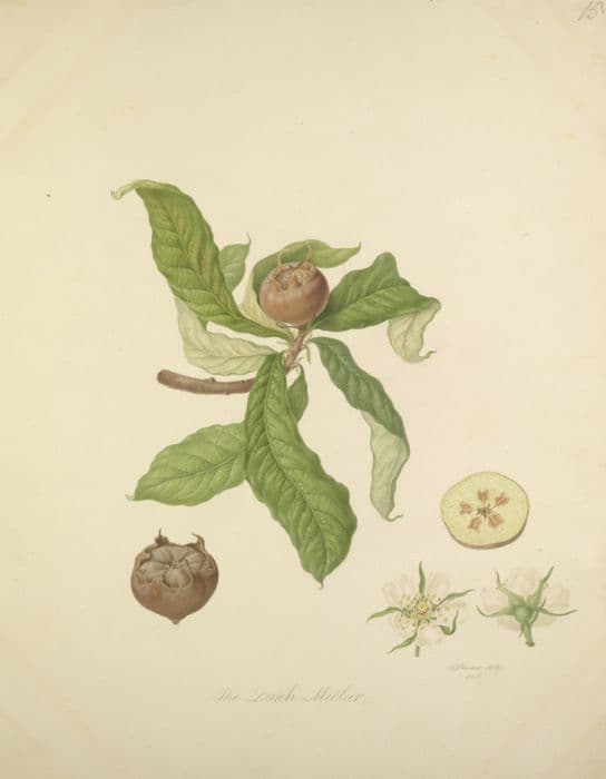 medlar 'Dutch'