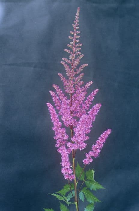 astilbe 'Maggie Daley'