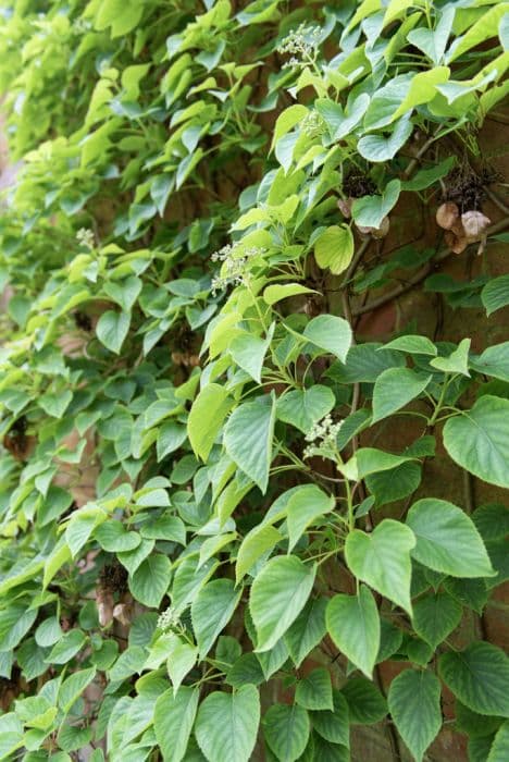 Japanese hydrangea vine 'Moonlight'