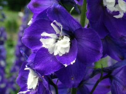 Delphinium × cultorum 'Aurora Deep Purple'