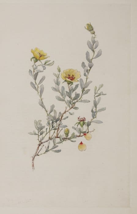 barberry-leaved rose