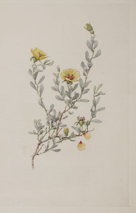 Barberry-leaved rose
