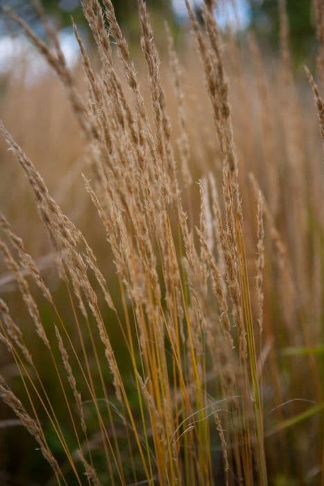 feather reed-grass 'Karl Foerster'