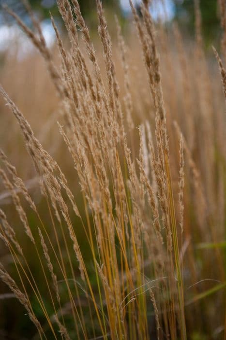 Feather reed-grass 'Karl Foerster'