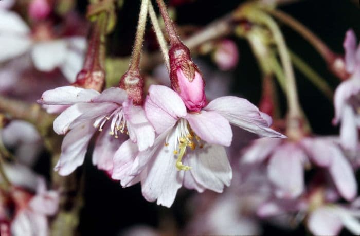 winter-flowering cherry 'Autumnalis Rosea'