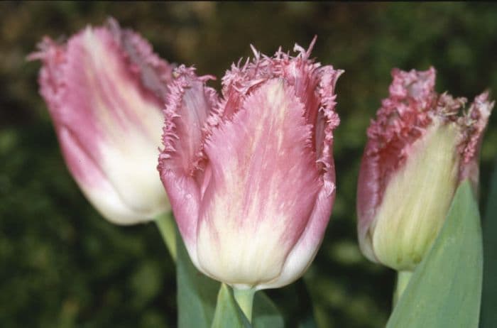 tulip 'Fancy Frills'