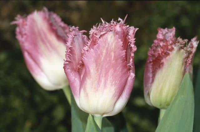 Tulip 'Fancy Frills'