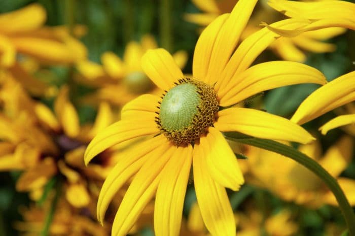 black-eyed Susan 'Irish Eyes'