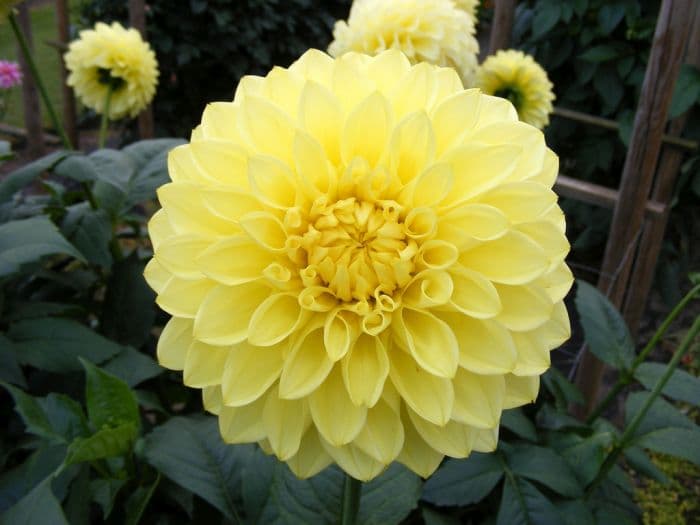 dahlia 'Trengrove Millennium'