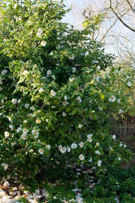 Camellia 'Apple Blossom'